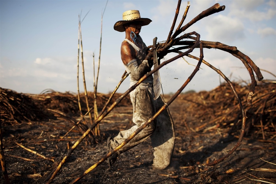 Полевой работник Хосе Контрерас несет срезанные стебли сахарного тростника 25 ноября