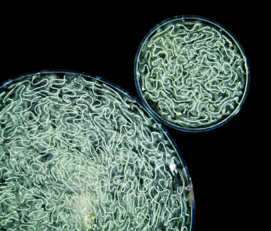 Сферические колонии сине-зеленых водорослей - 10 место