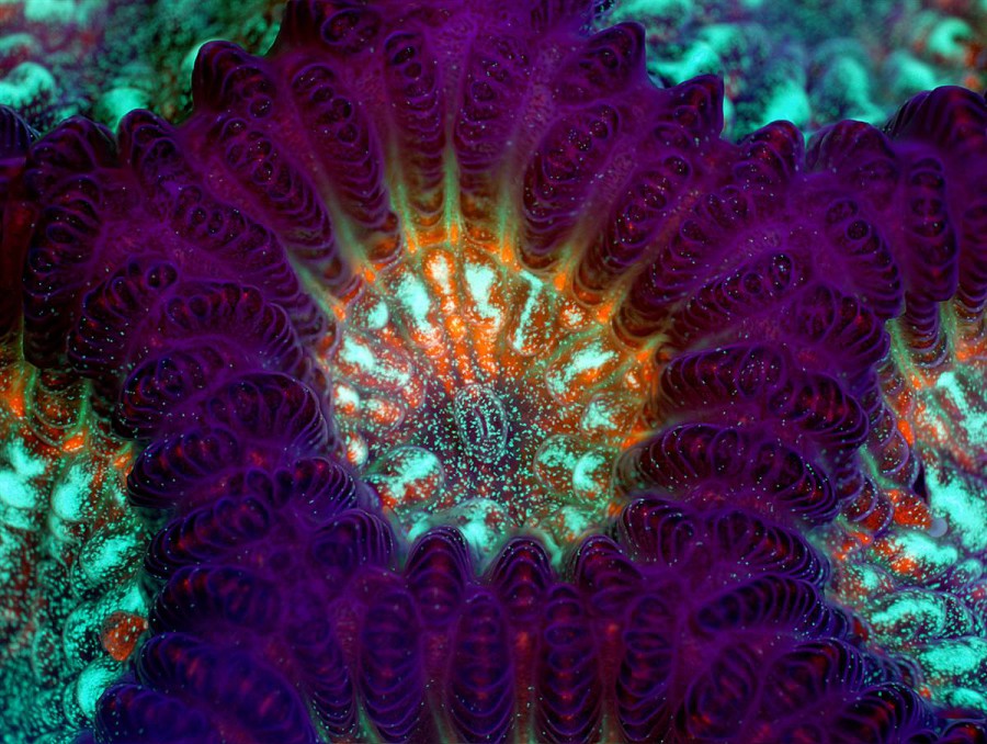 Коралл из центра прибрежных экологических исследований - 5 место