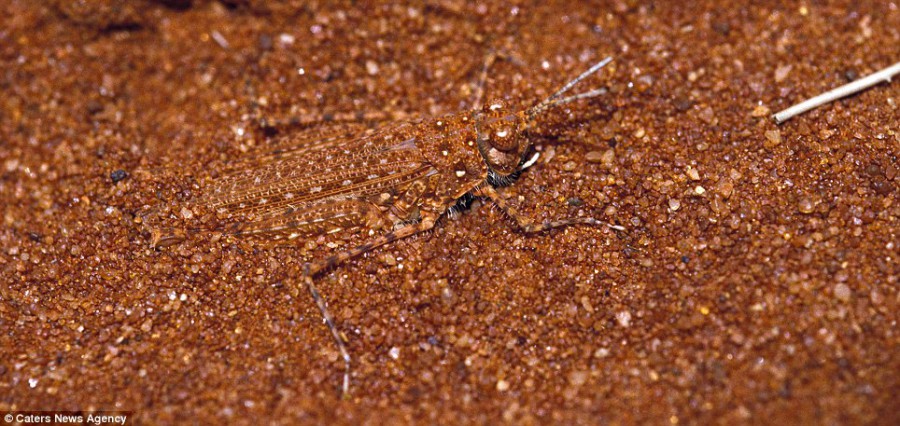 Sandhopper защищает себя, слившись с песком в пустыне