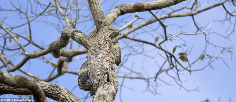 Птица скрывается на дереве во время охоты в Бразилии