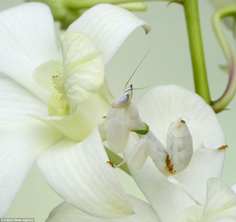 Mantis сидит на цветке орхидеи