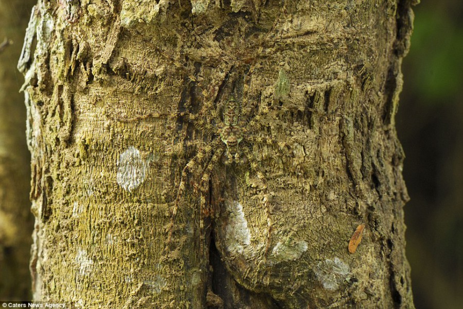 Паук на дереве Национального парка Таиланда