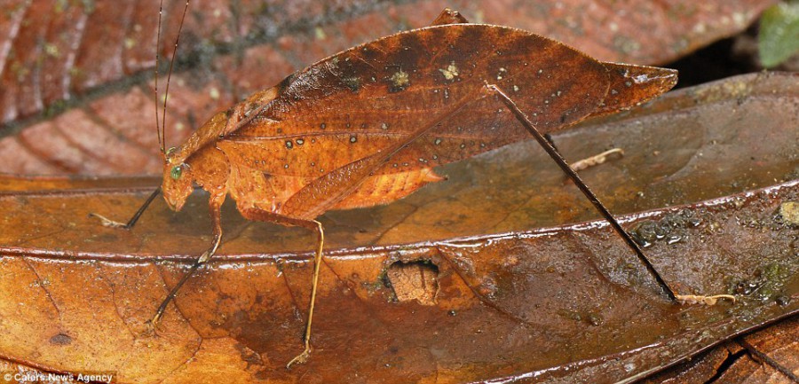 Katydid выглядит как часть лесной подстилки в Заповеднике Колумбии