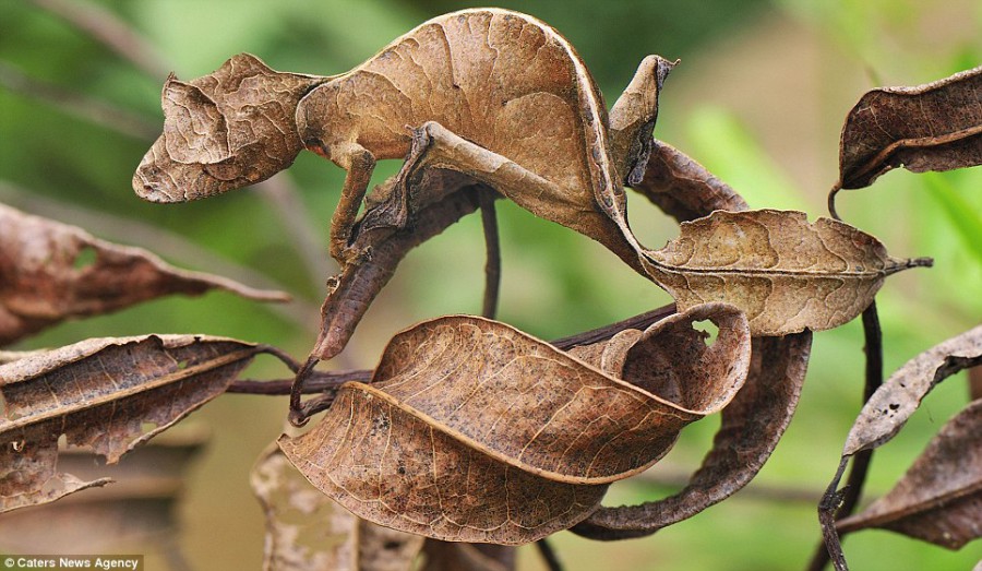 Gecko прячется от хищников в Национальном парке Мадагаскара