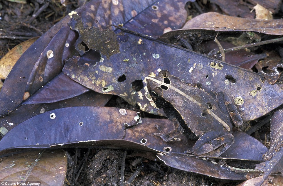 Жаба прячется среди опавших листьев в Национальном парке Колумбии