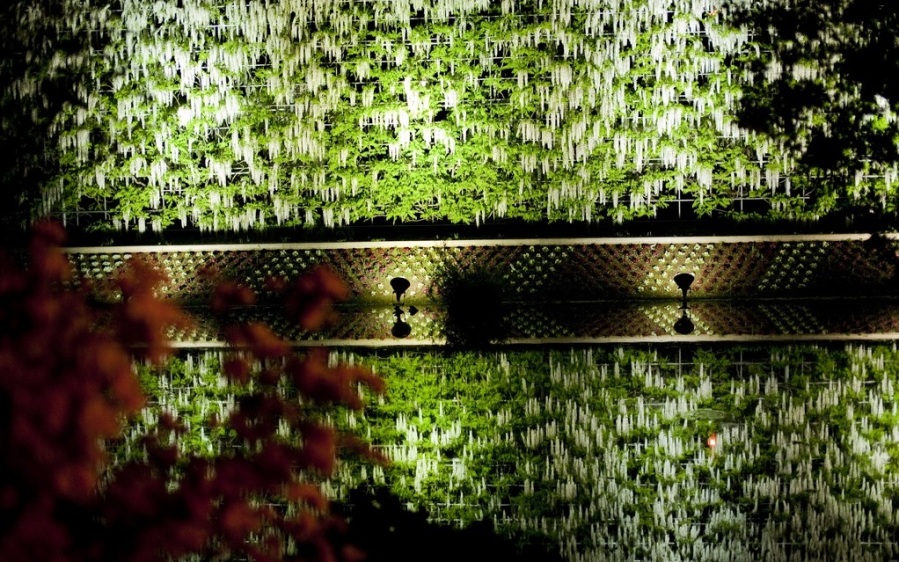 Сказка из глициний в Ashikaga Flower Park 