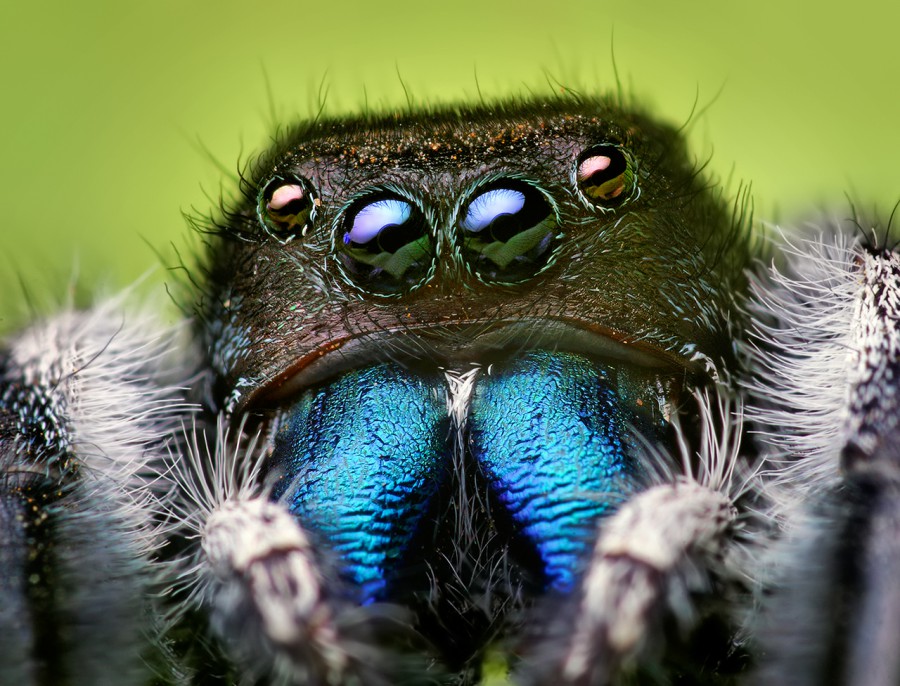 Phidippus audax - самый цветной паук