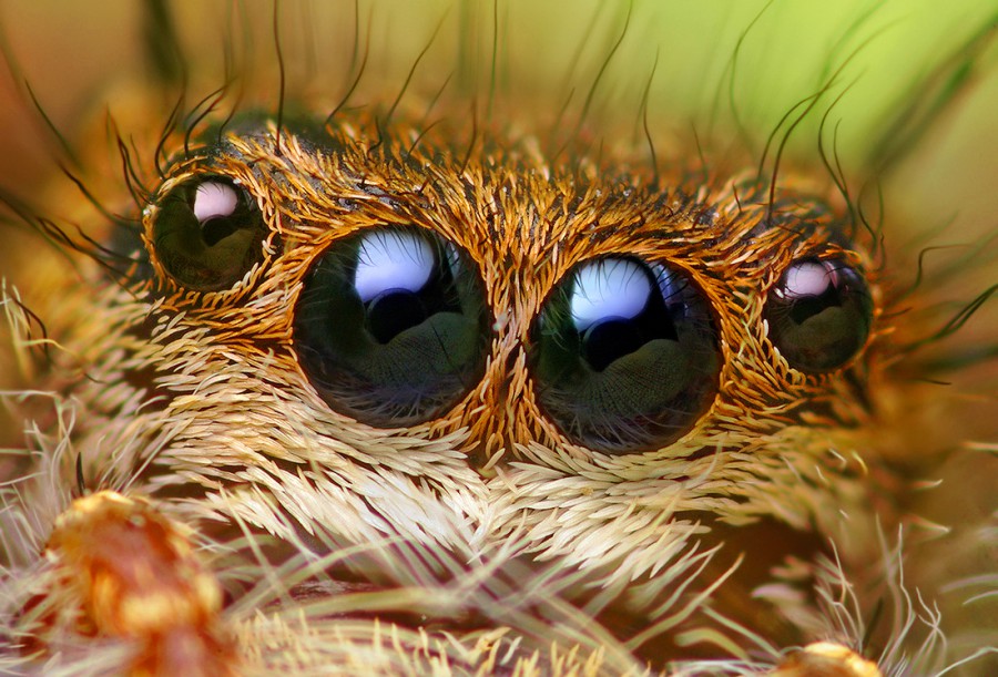 Четыре глаза паука, направлены вперед перед прыжком