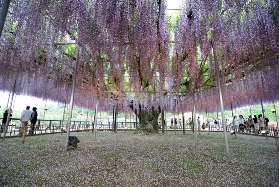 Сказка из глициний в Ashikaga Flower Park