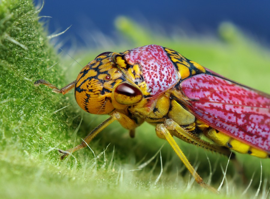 Oncometopia orbona - цикада на подсолнечнике