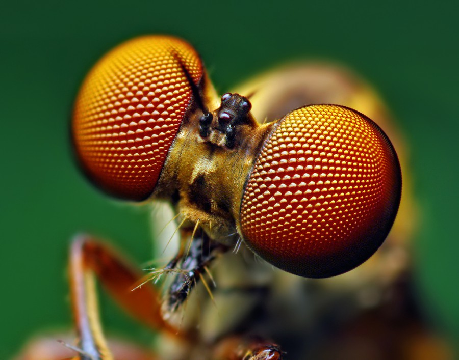 Holocephala fusca - самые пугливые насекомые