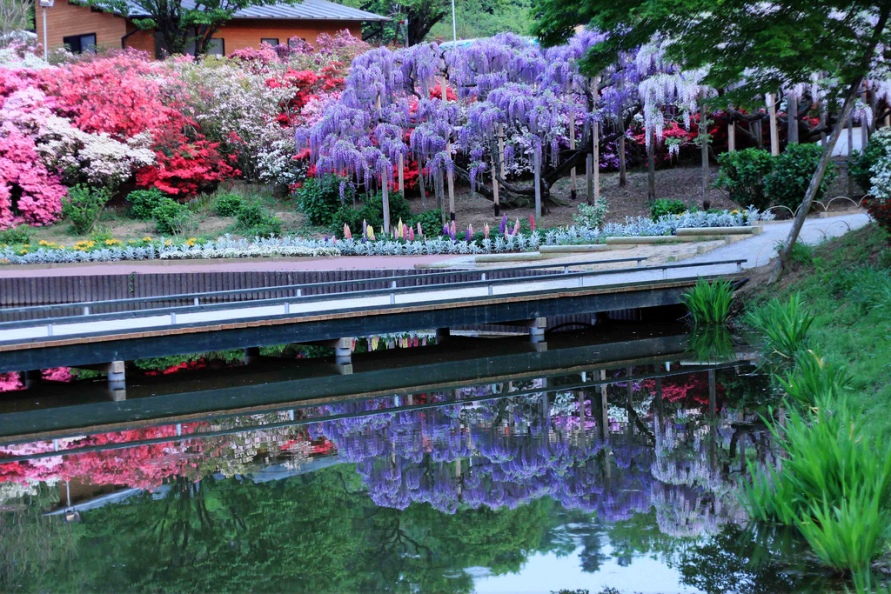 Сказка из глициний в Ashikaga Flower Park