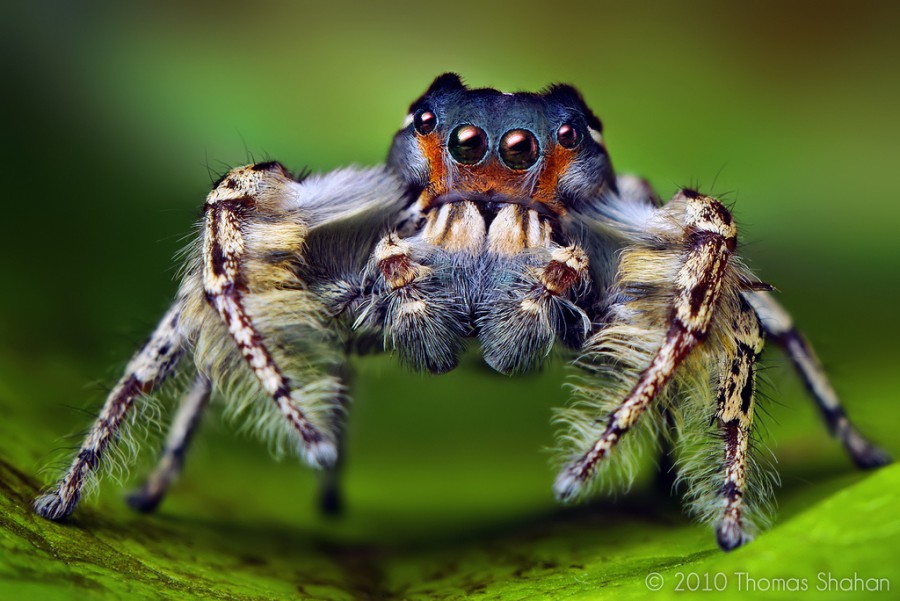 Phidippus putnami - один из самых волосатых пауков