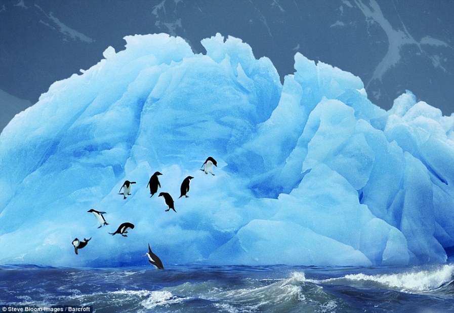 Пингвины Адели на ослепительно голубой льдине