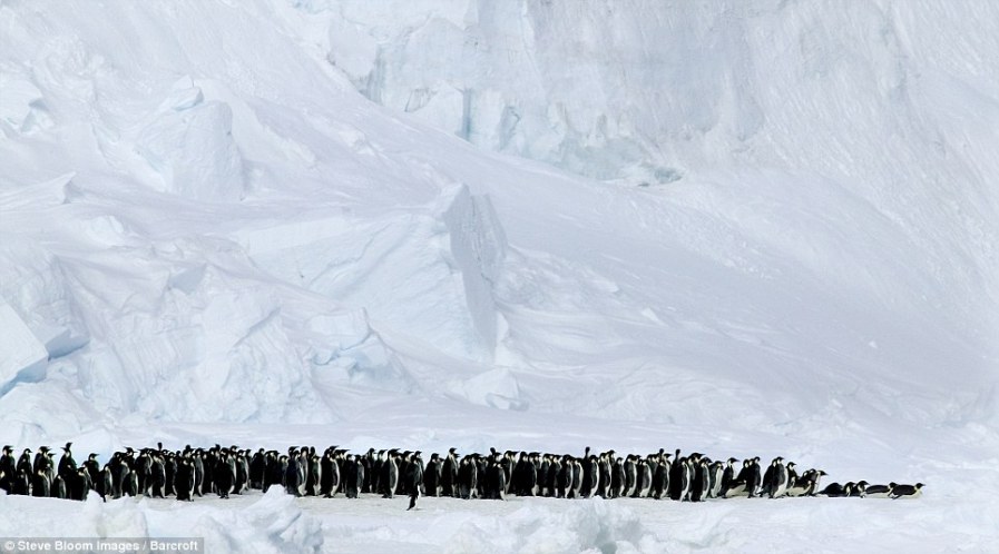 Марш пингвинов Адели на острове Паулет