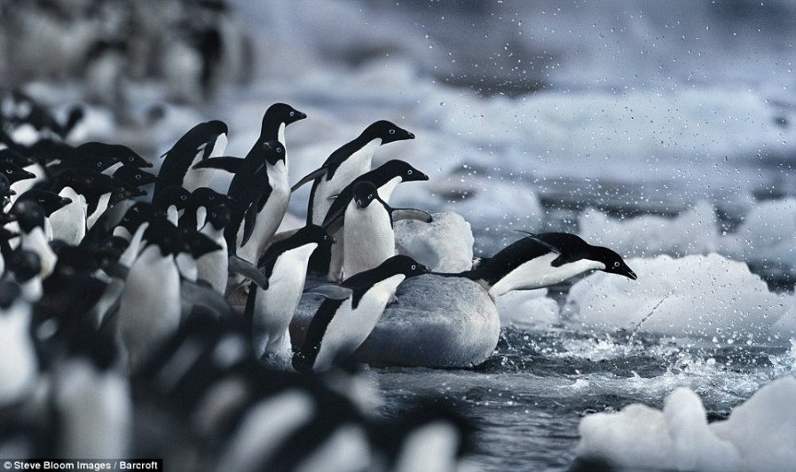 Пингвины идут на охоту для себя и своих детенышей