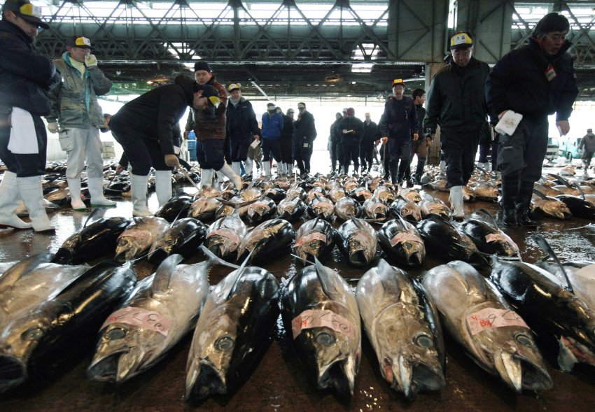 Рынок рыбы Цукидзи в Токио