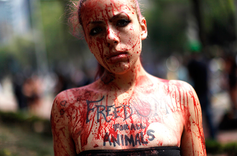 Акция защитников животных в Мехико