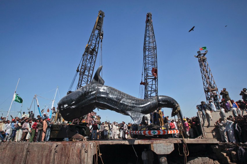 Пакистанcкие рыбаки  подняли мертвую китовую акулу в порту Карачи