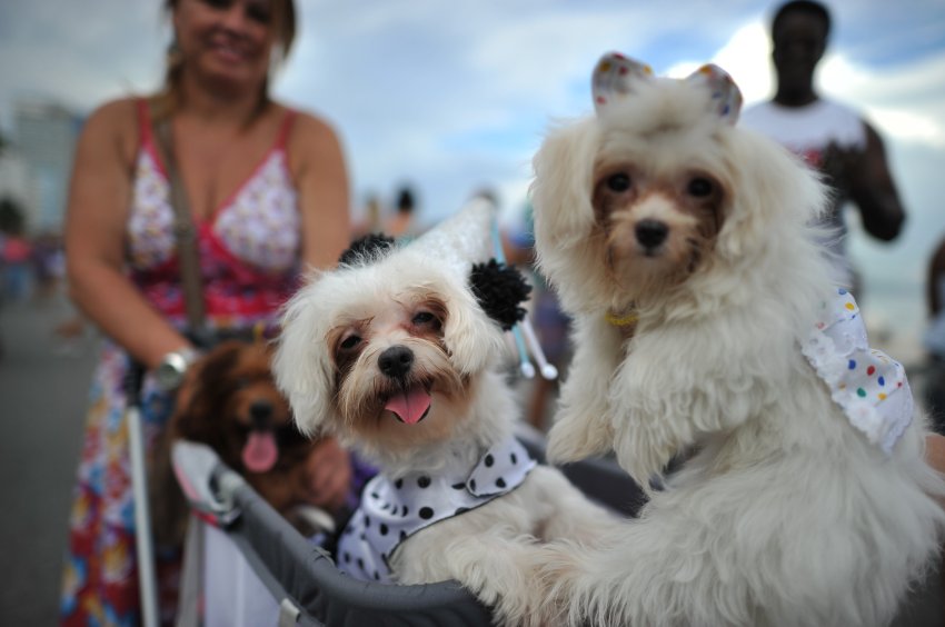 Карнавал собак в Рио-де-Жанейро