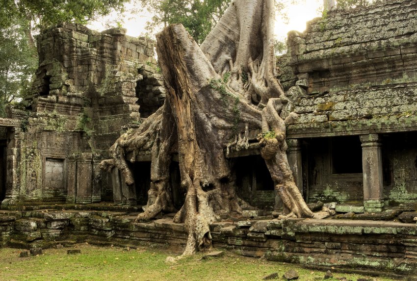 Заросшие руины Ангкор-Ват