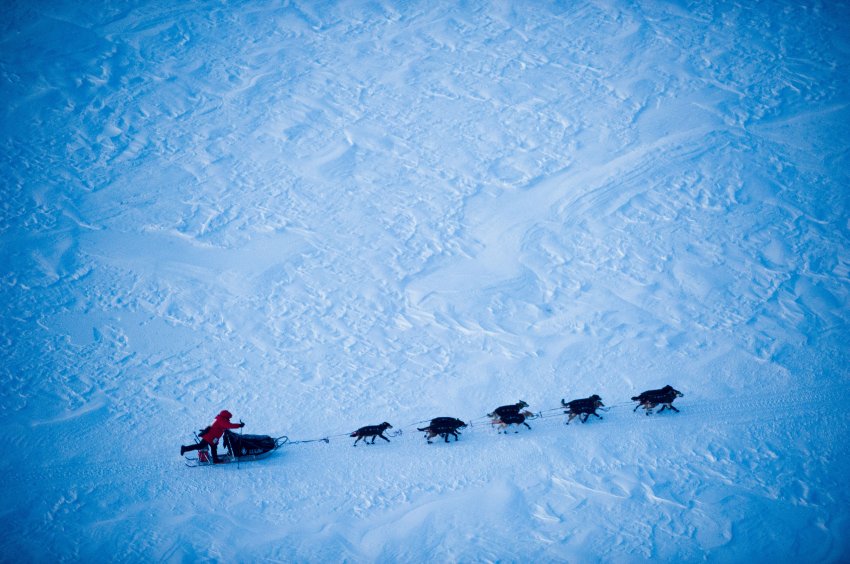 Гонки на Аляске, самые длинные и жесткие гонки на собачьих упряжках в мире