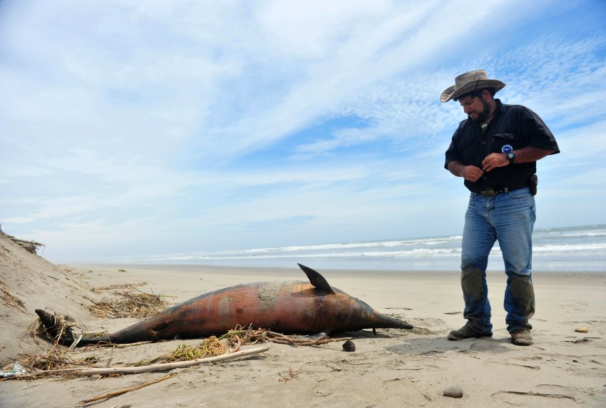 Массовая гибель морских животных в Перу