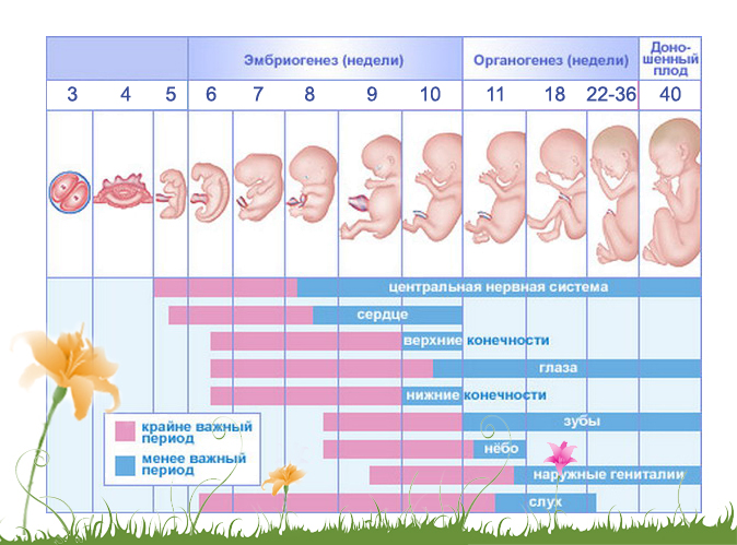 Ведение календаря беременности с использованием современных технологий