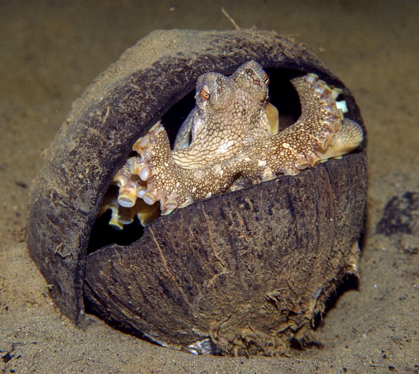 Кокосовый осьминог прячется в пустой кожуре кокосового ореха