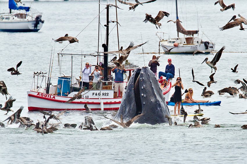Встреча с китом у побережья Калифорнии