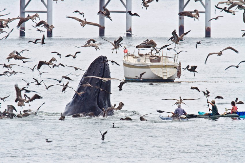 Встреча с китом у побережья Калифорнии 