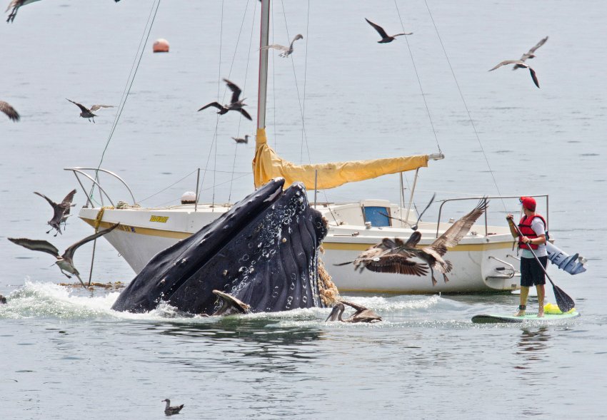 Встреча с китом у побережья Калифорнии 