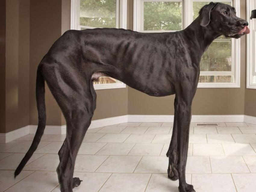 Зевс — самая большая в мире собака