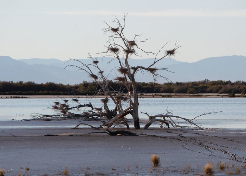 Озеро Солтон-Си в Калифорнии постепенно погибает