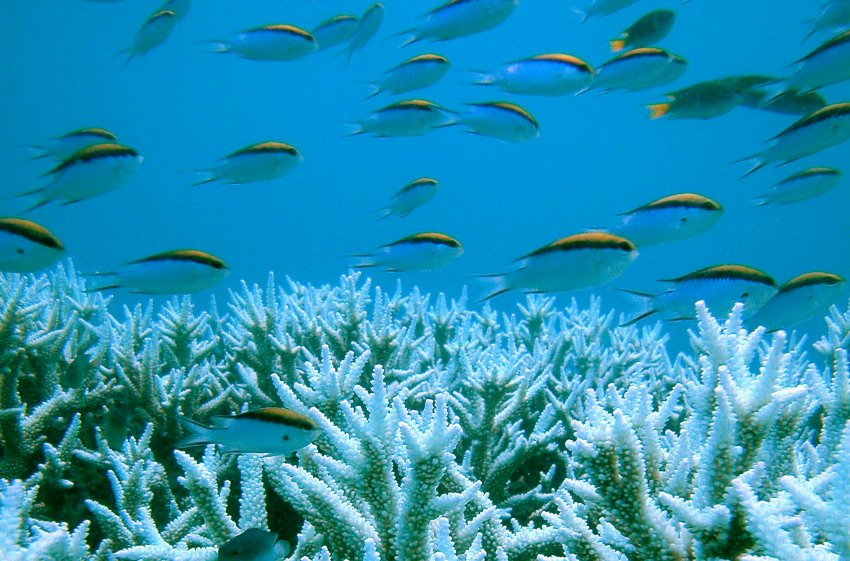 Большой Барьерный Риф страдает от изменения климата