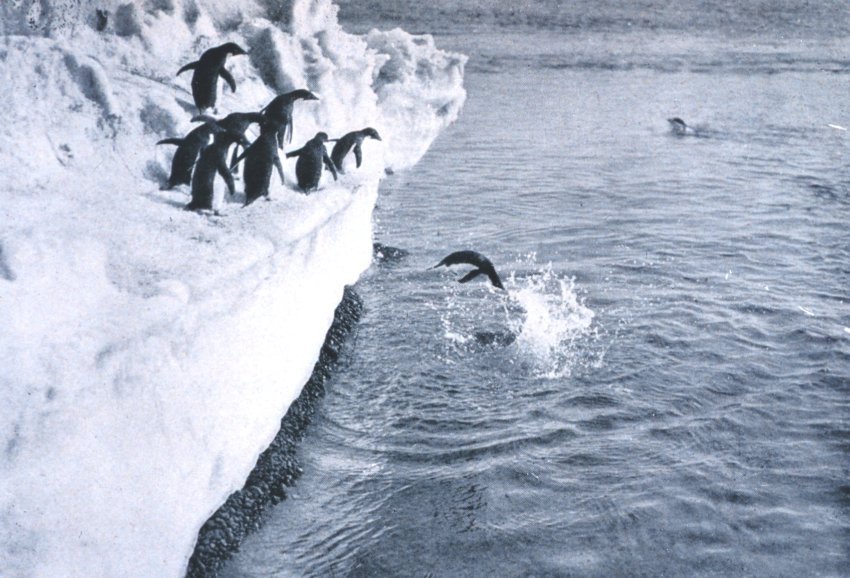 Антарктические пингвины