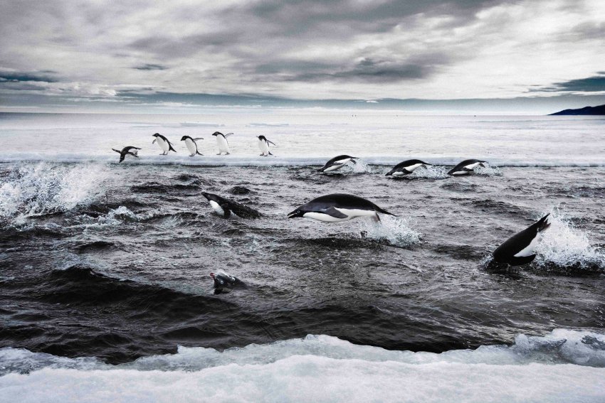 Учёные обнаружили в Антарктике 6 тысяч пингвинов