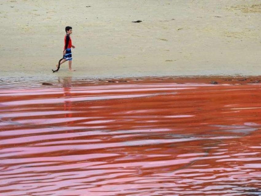 Красное море у побережья Австралии