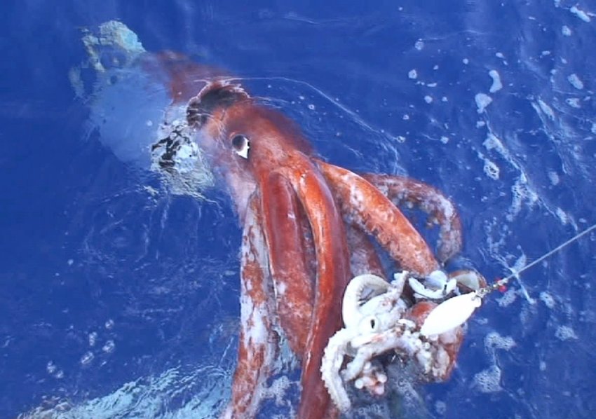 Первый фильм о загадочном гигантском кальмаре