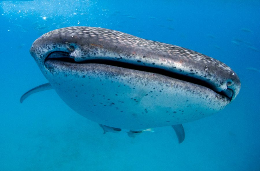 Китовая акула - мирное животное