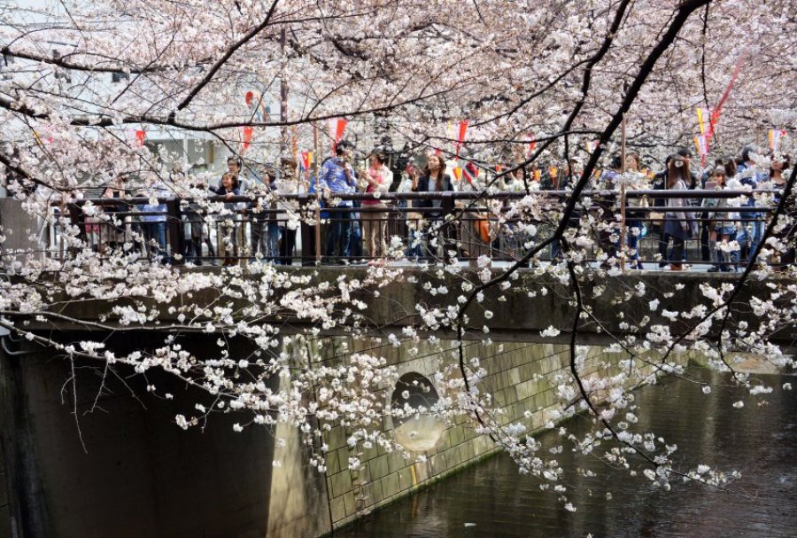В Японии цветет сакура 