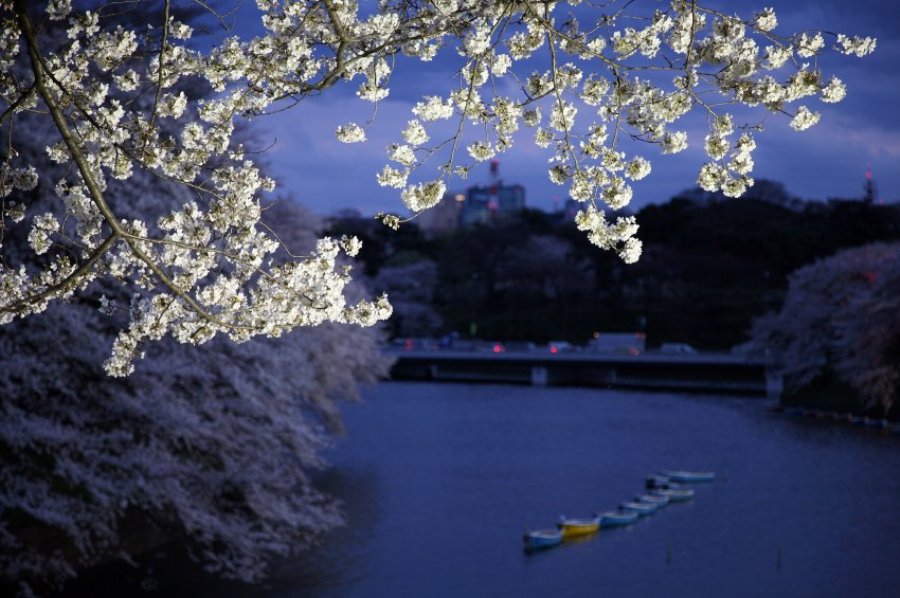 В Японии цветет сакура 