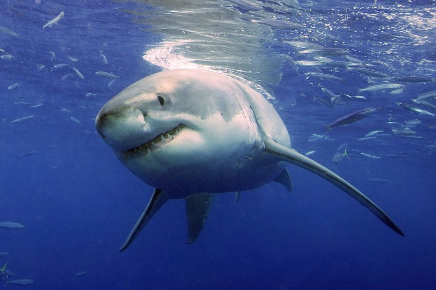 Самой опасной акуле грозит вымирание