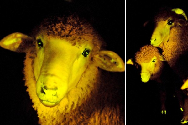 Овцы, которые светятся в темноте