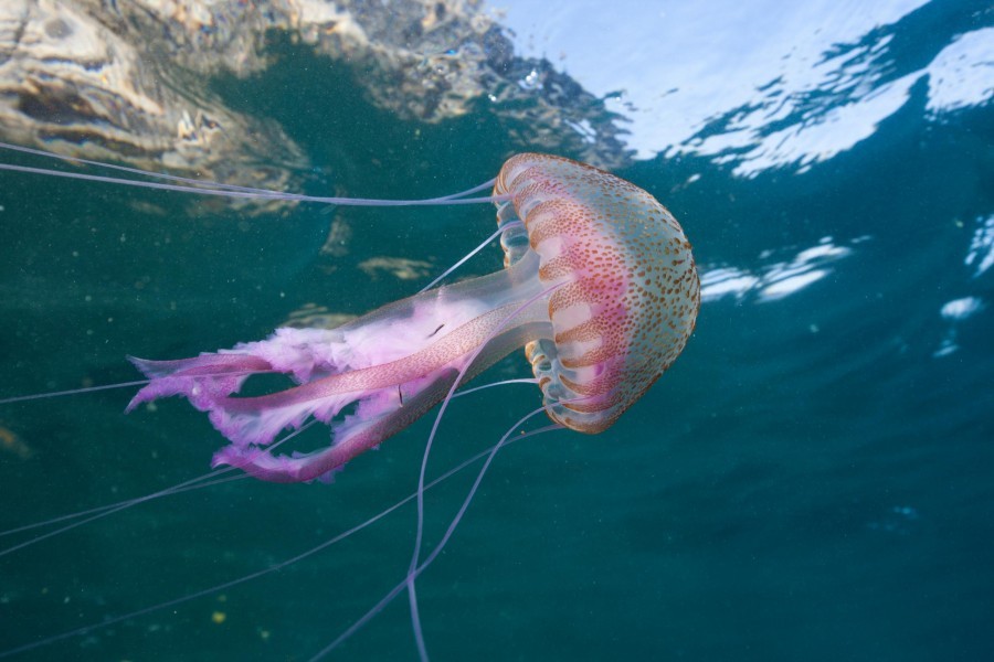 Нашествие медуз на Майорке