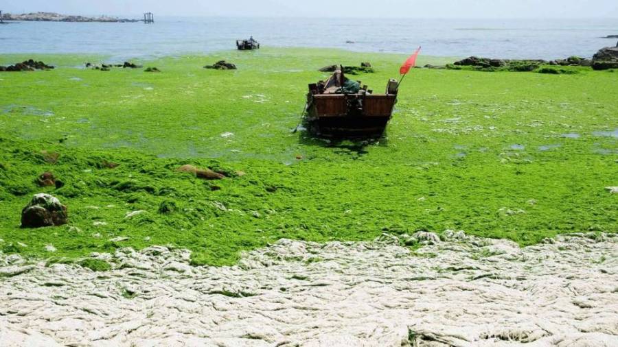 Зеленое море в Циндао 