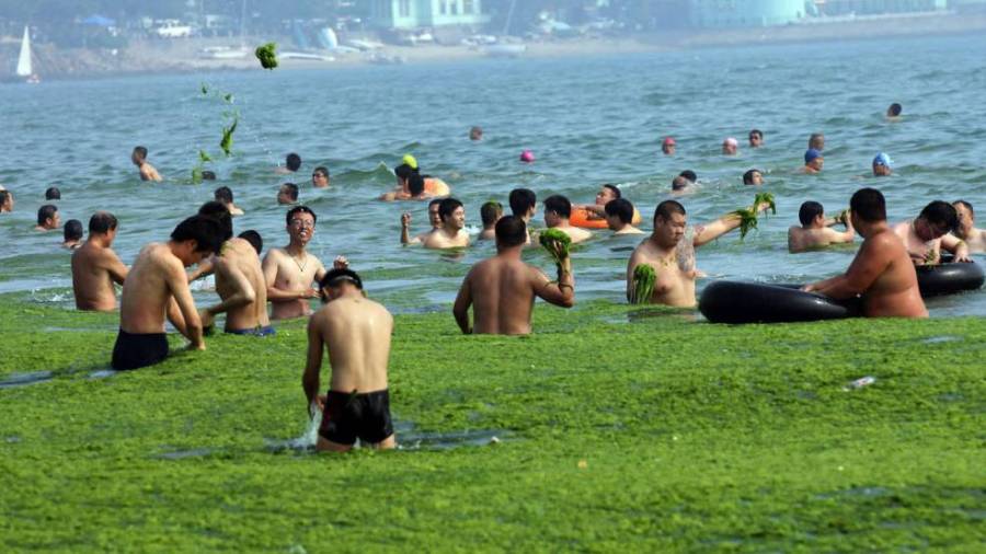 Зеленое море в Китае