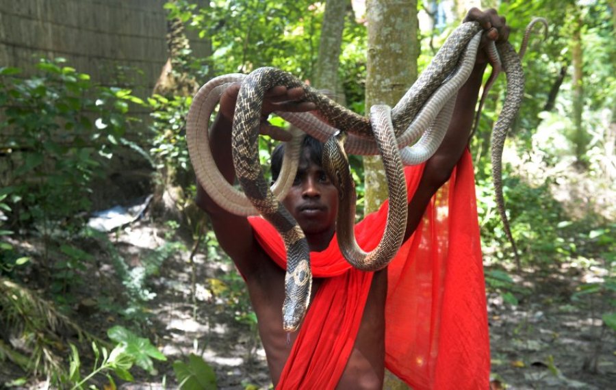 Фестиваль змей в индийской деревне