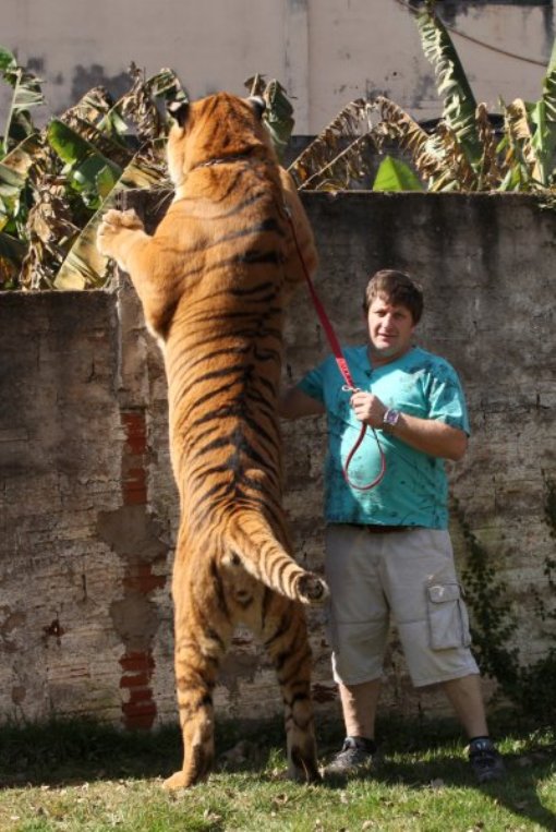 Домашние тигры 
